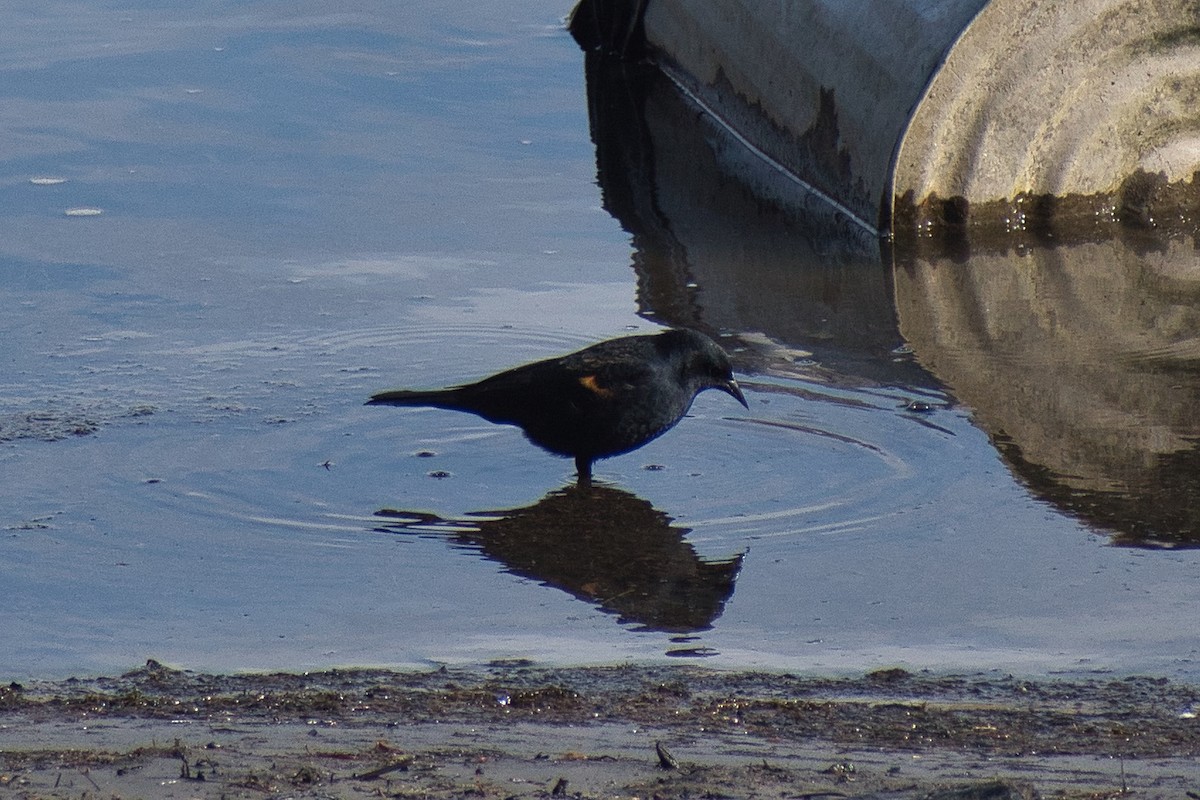 Red-winged Blackbird - ML544764911