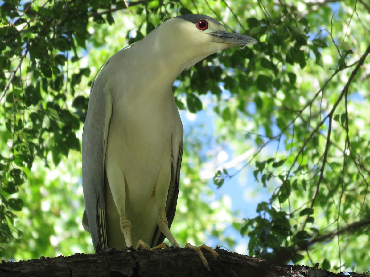 Black-crowned Night Heron - ML54476501