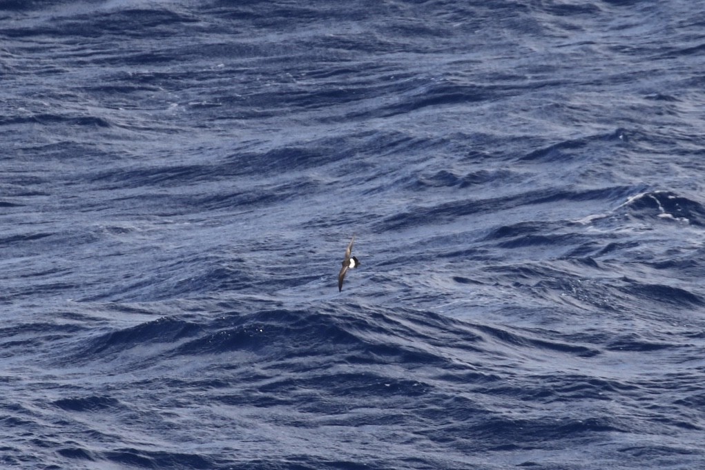 Black-bellied Storm-Petrel - Arnold Skei