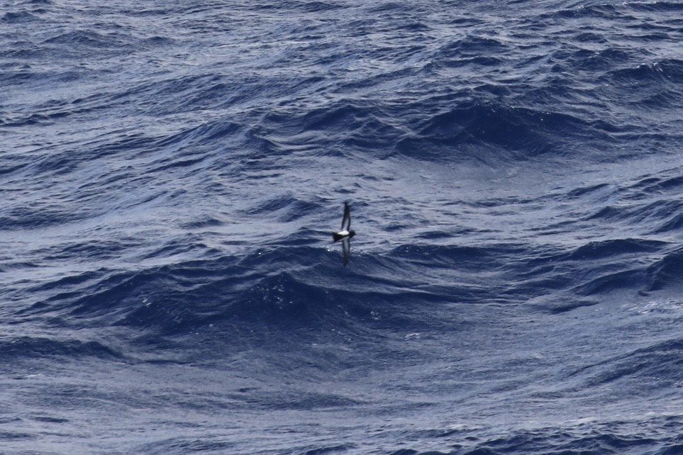 Black-bellied Storm-Petrel - Arnold Skei