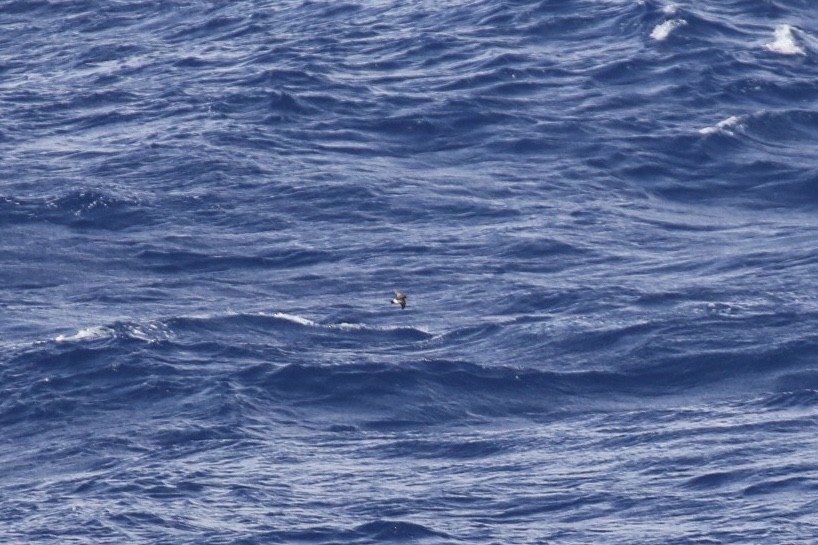 Black-bellied Storm-Petrel - Arnold Skei