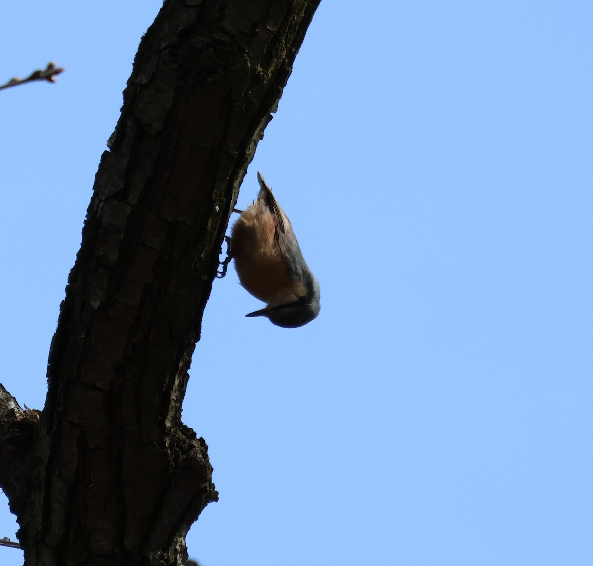 Garrapo eurasiarra - ML544766891