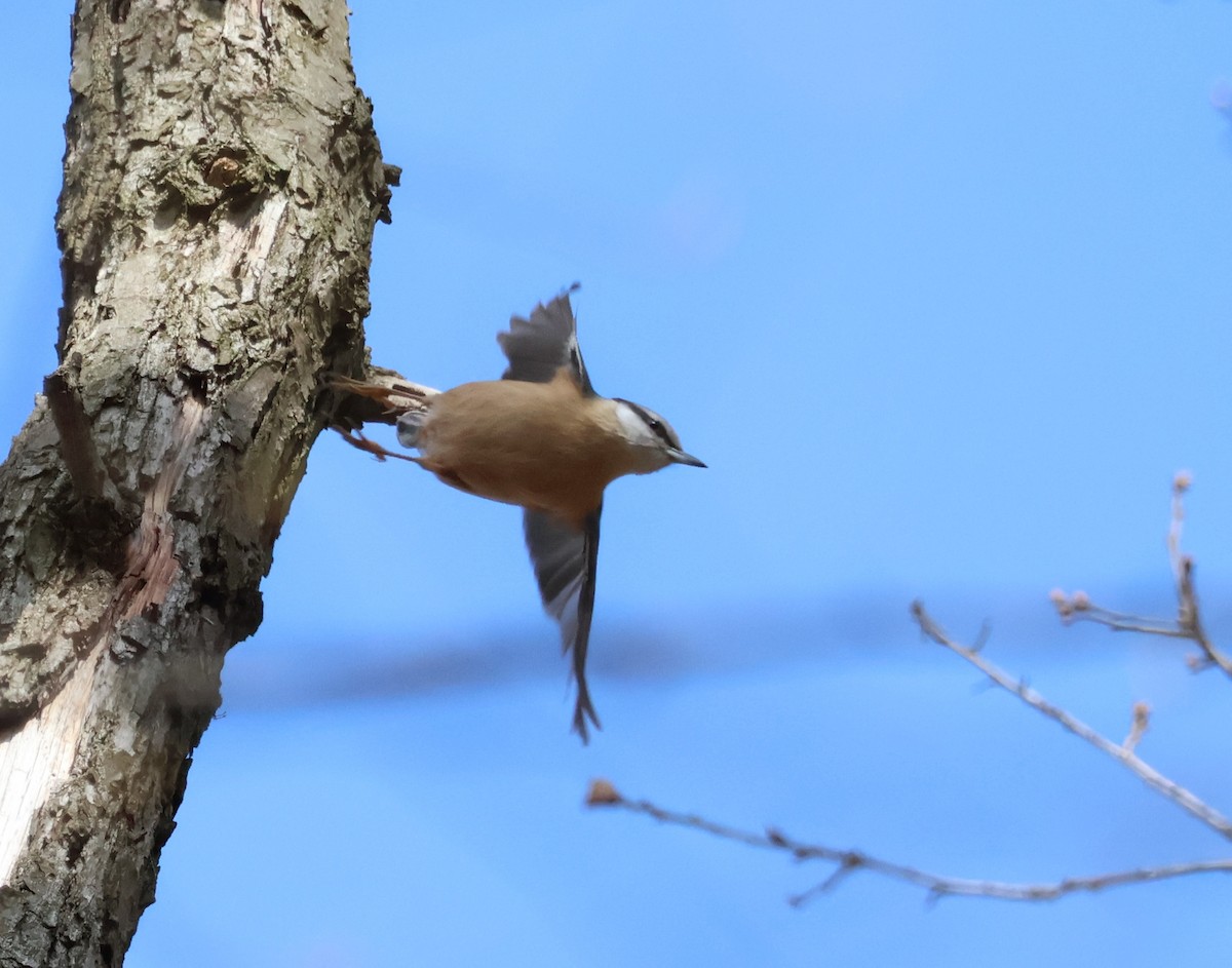 Garrapo eurasiarra - ML544766921