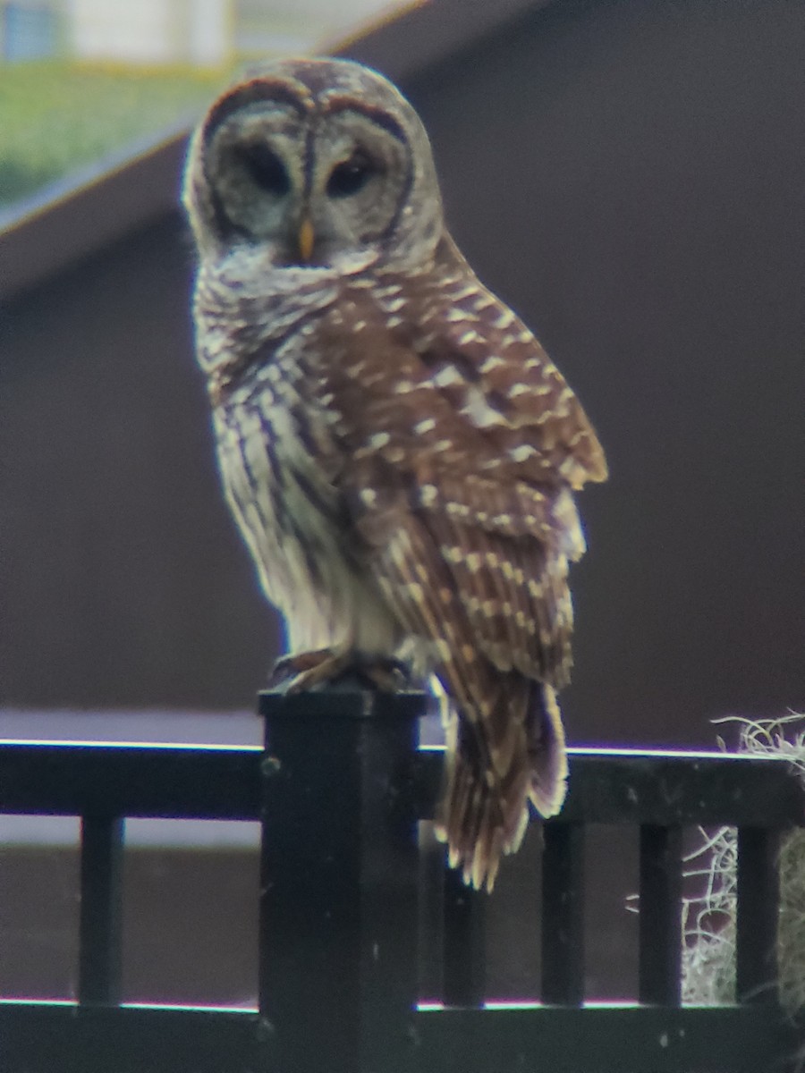 Barred Owl - ML544767821