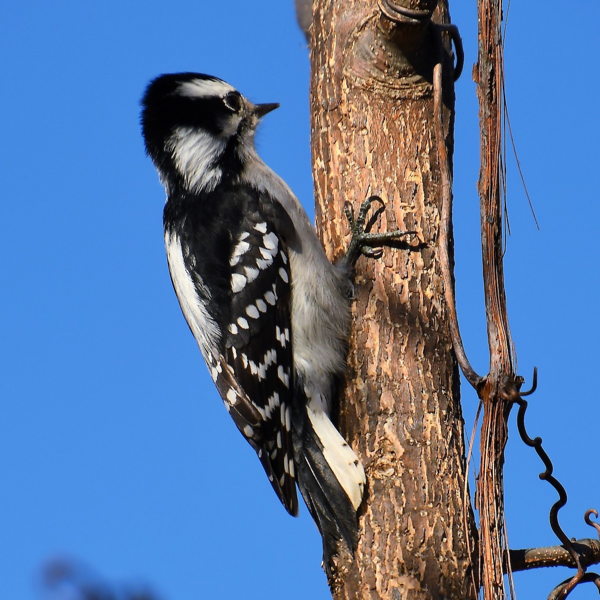 Downy Woodpecker - ML544767861