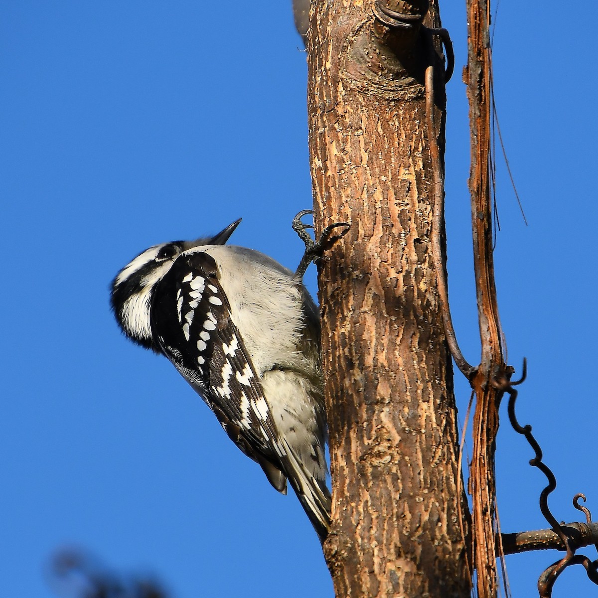 Downy Woodpecker - Team Sidhu-White