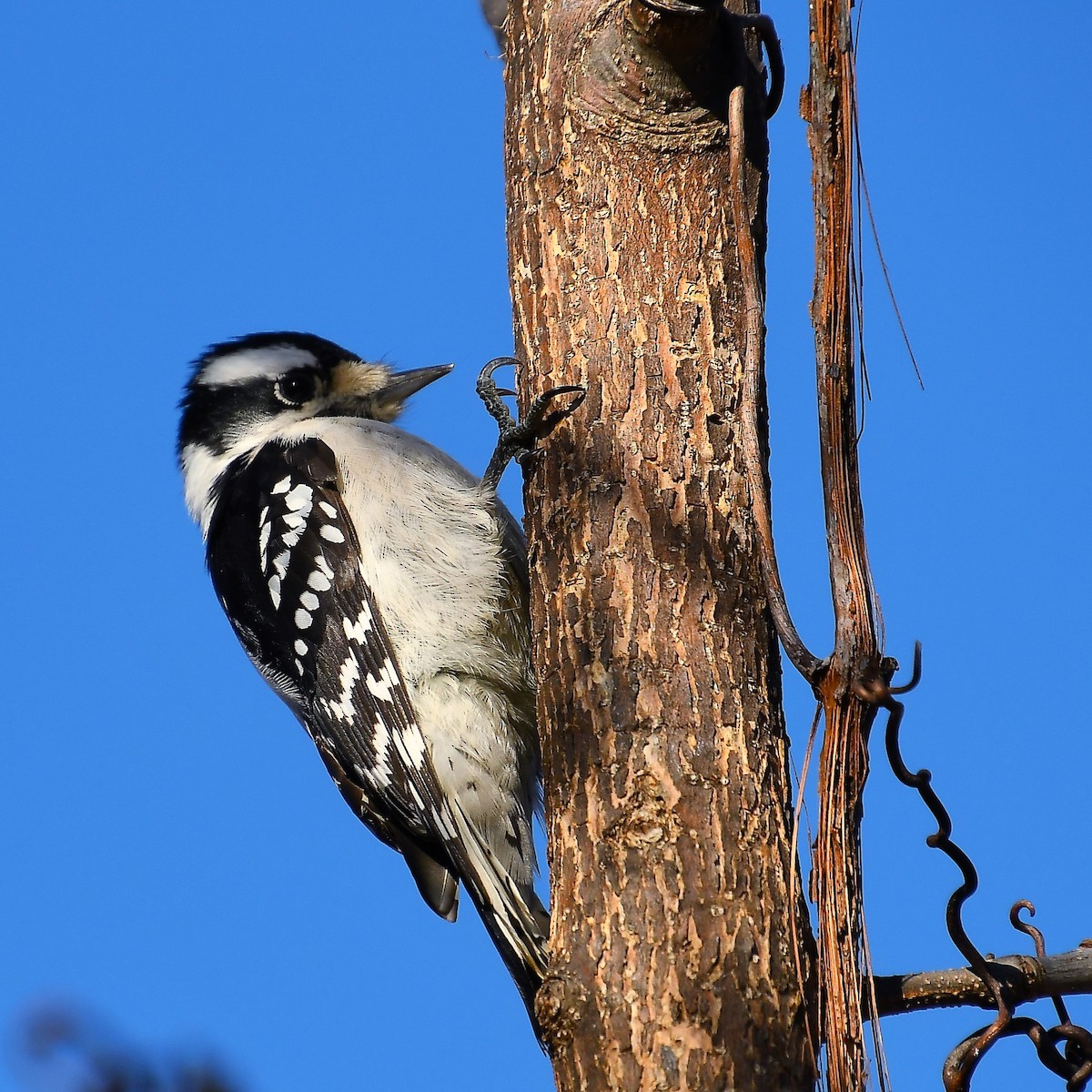 Downy Woodpecker - ML544767921