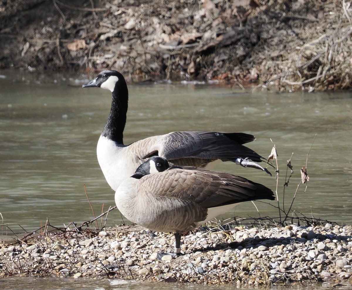 Canada Goose - Donna Paterson