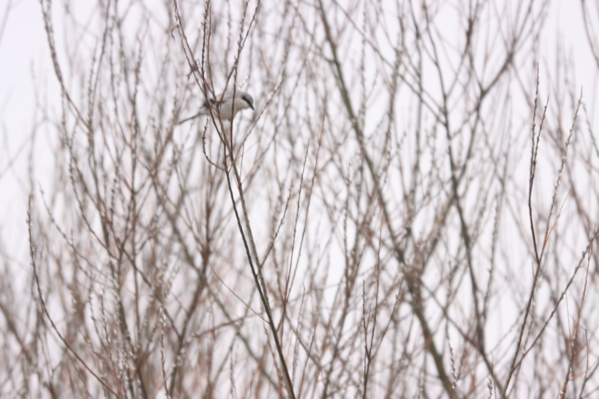 Great Gray Shrike - ML544768271