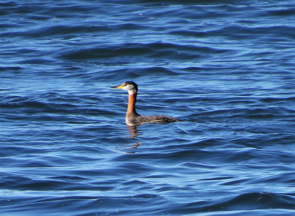 Red-necked Grebe - ML544768311