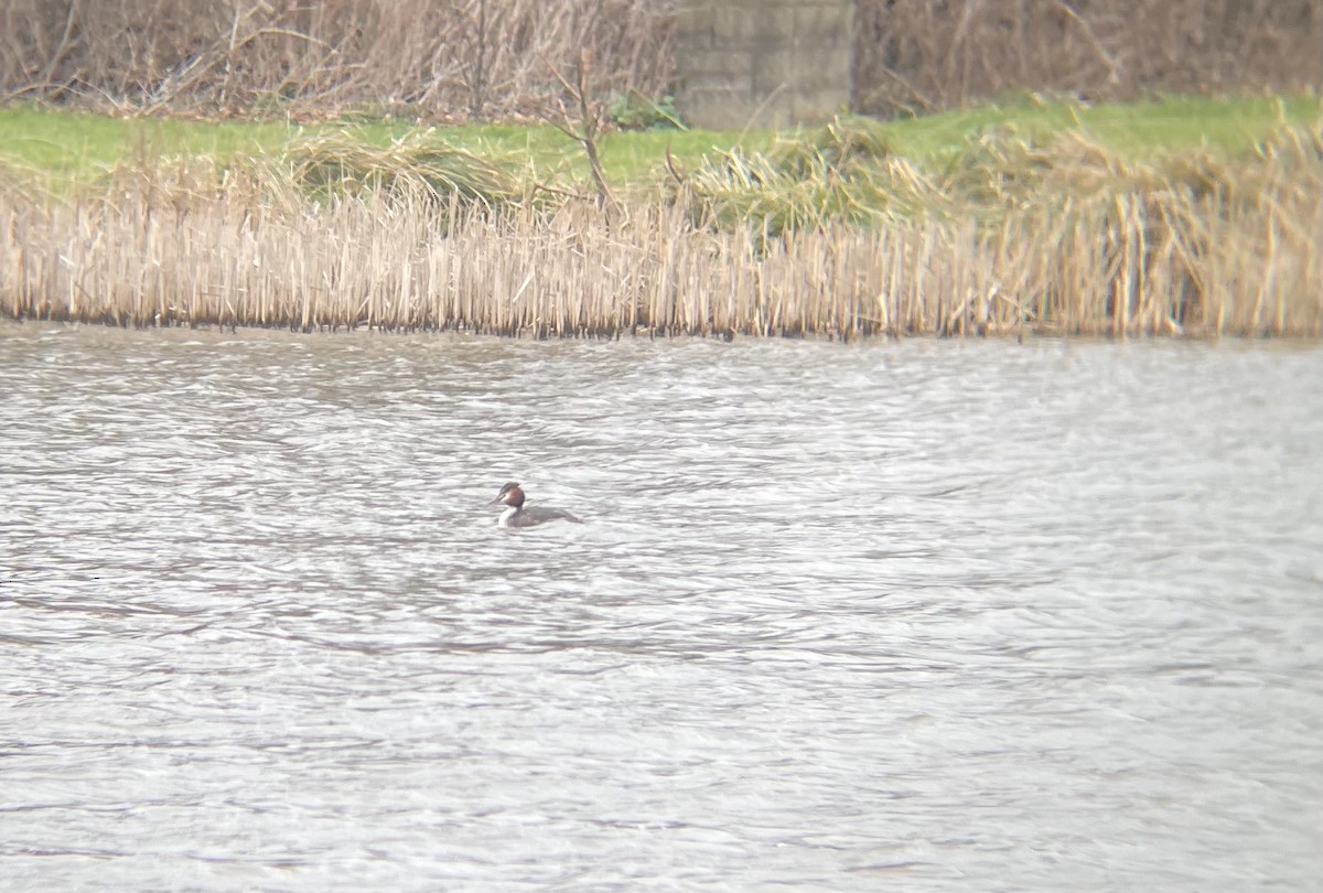 Great Crested Grebe - Simon Bernard