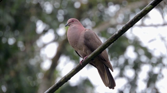 Short-billed Pigeon - ML544768581