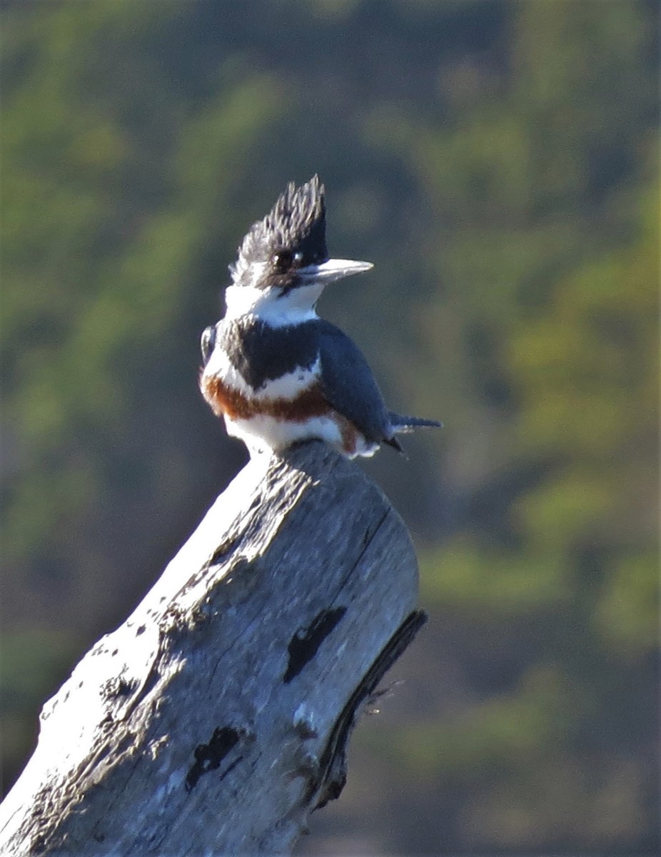 Belted Kingfisher - ML544768691