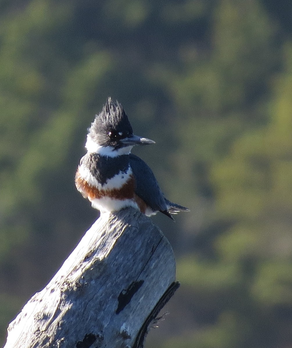 Belted Kingfisher - ML544768701