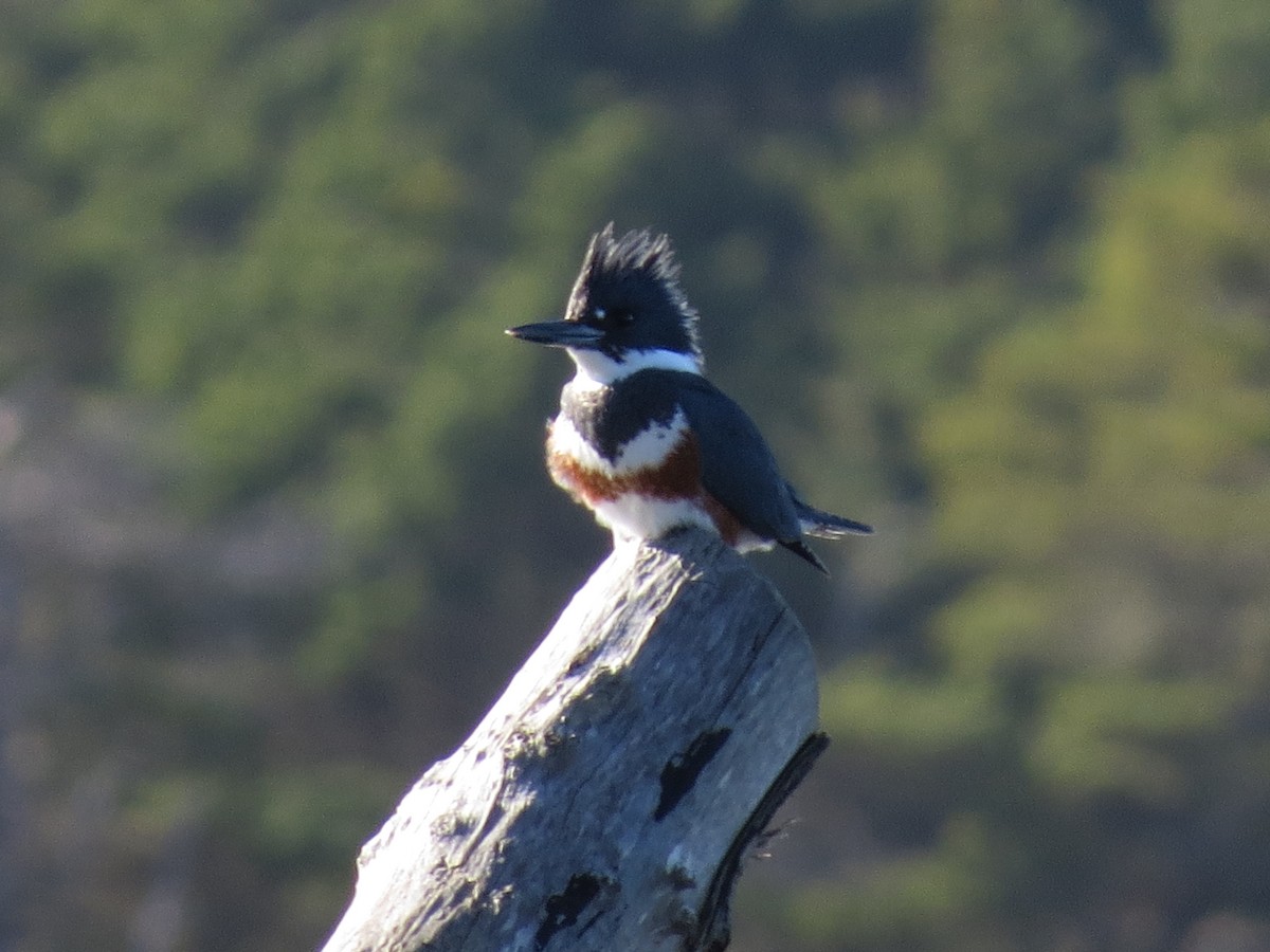 Belted Kingfisher - ML544768711