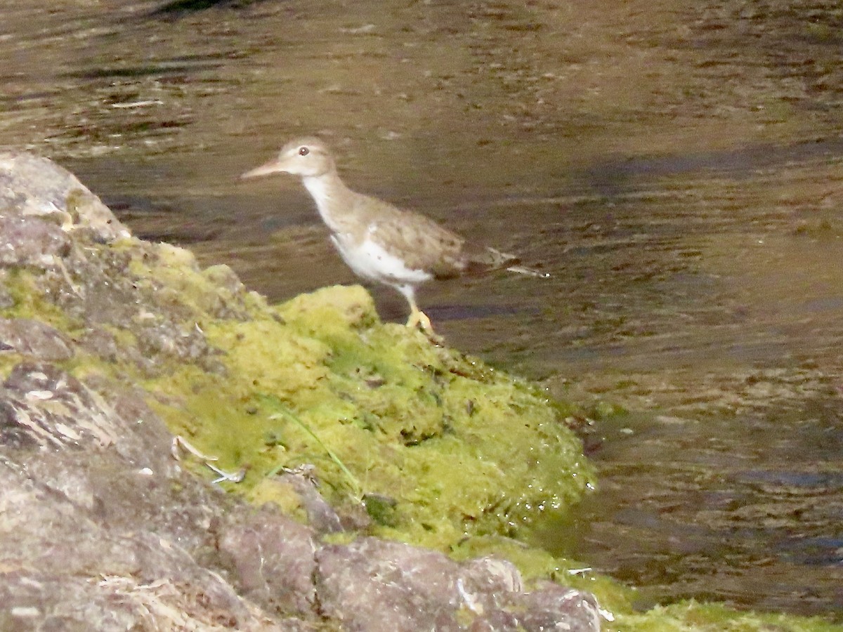 Spotted Sandpiper - ML544769241