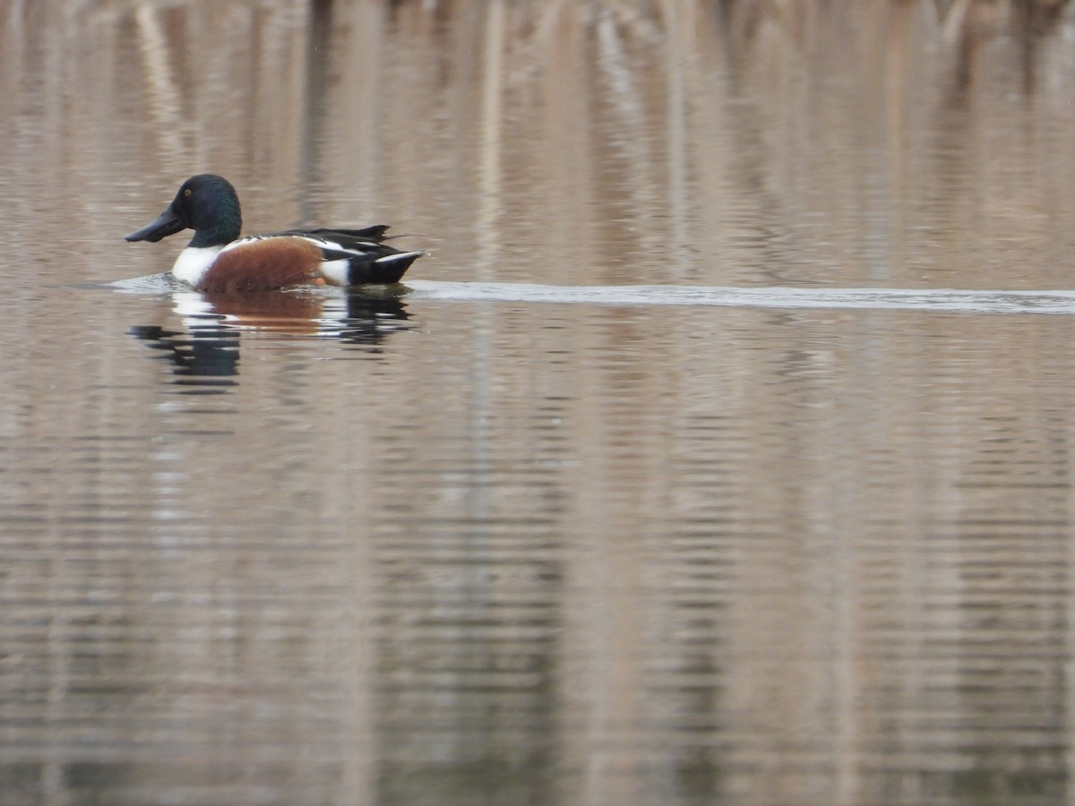 Northern Shoveler - ML544769501