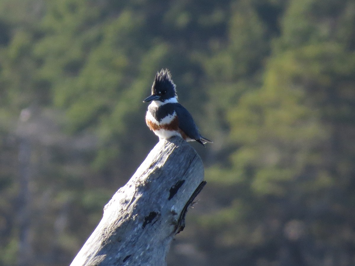 Belted Kingfisher - ML544769951