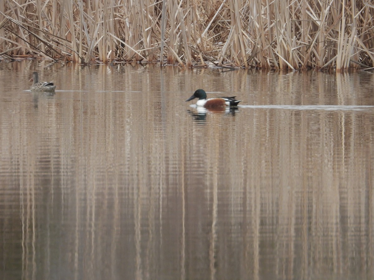 Northern Shoveler - ML544770131