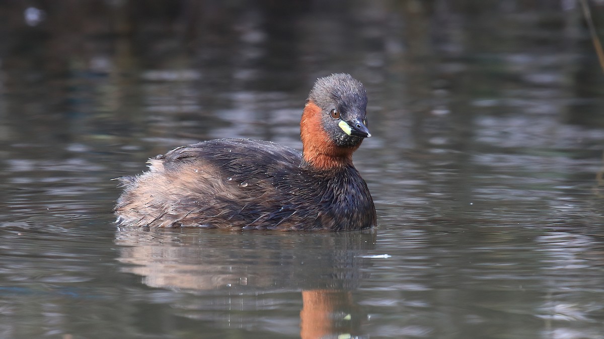 Little Grebe (Little) - ML544770241