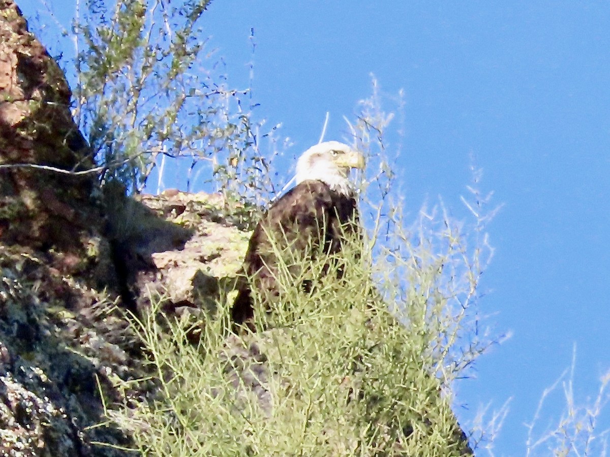 Bald Eagle - ML544770371