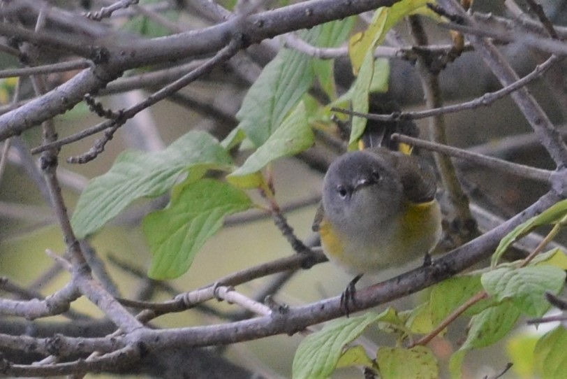 American Redstart - ML544770381