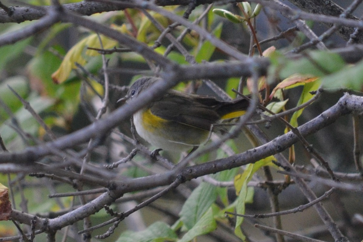 American Redstart - ML544770391