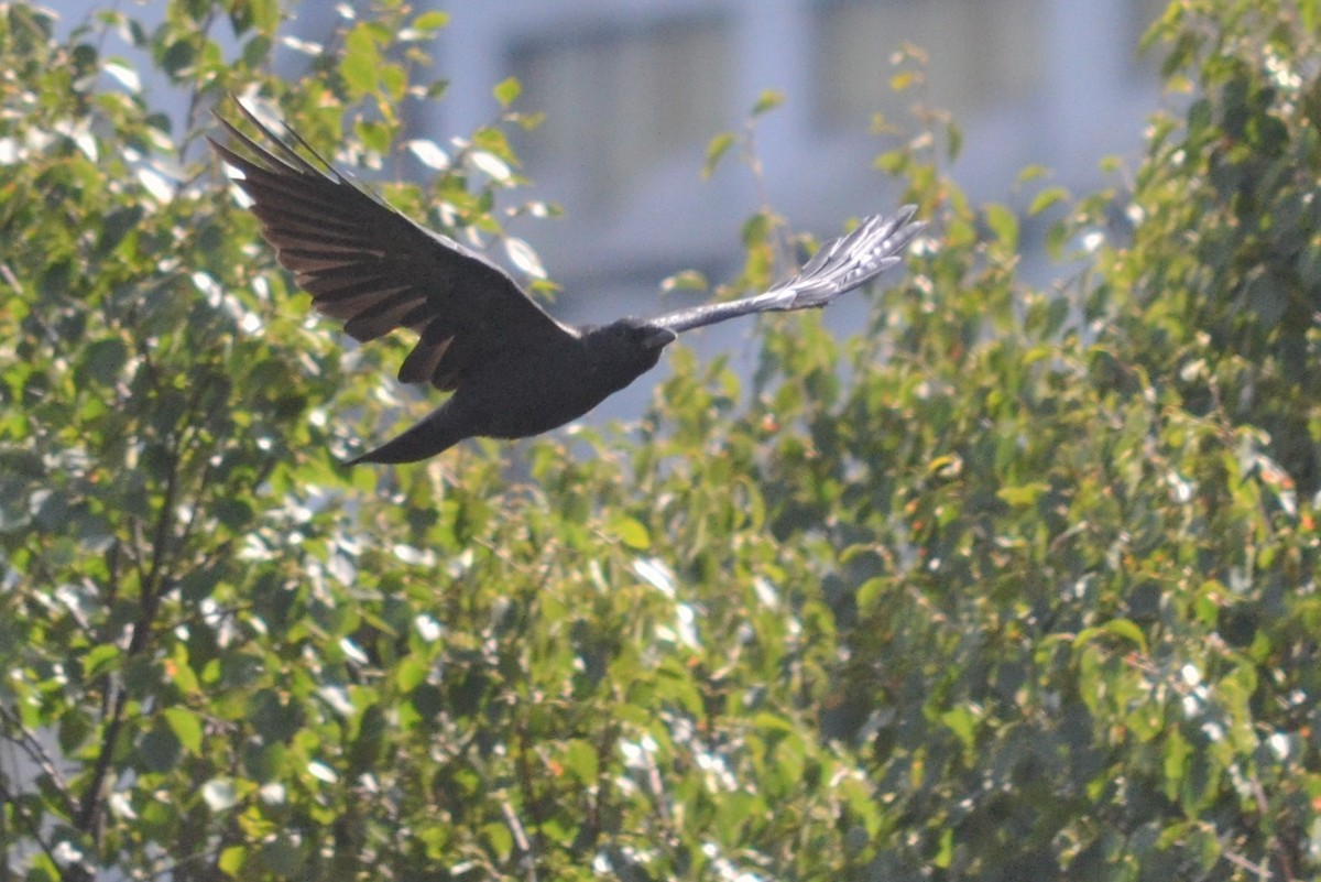 American Crow - ML544770431