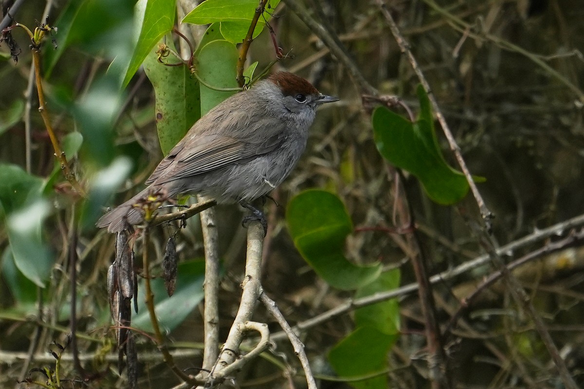 Eurasian Blackcap - ML544770751