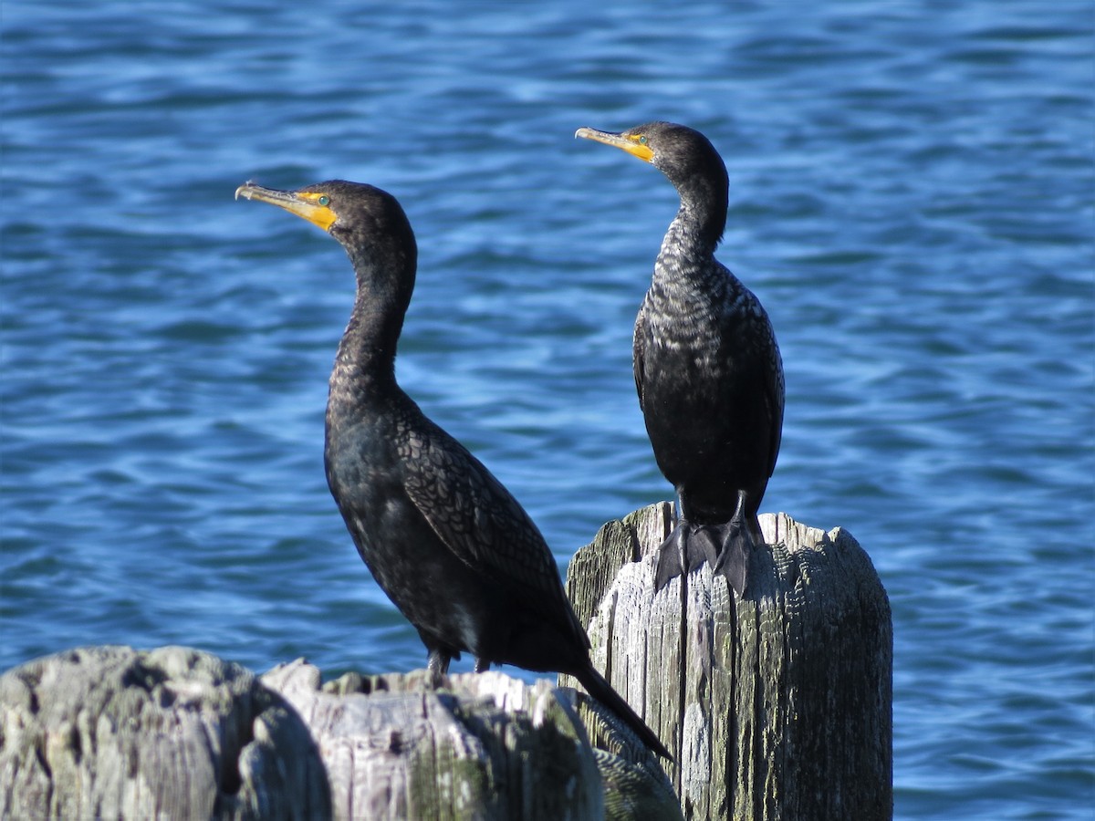 Double-crested Cormorant - ML544770801