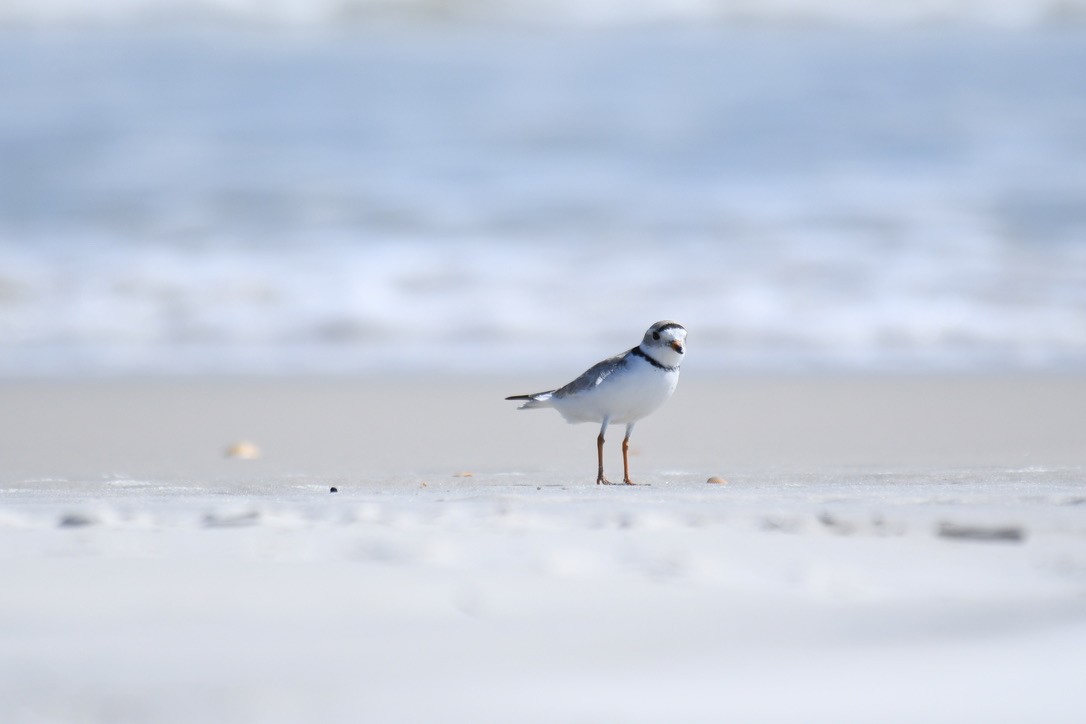 Piping Plover - Jose-Miguel Ponciano