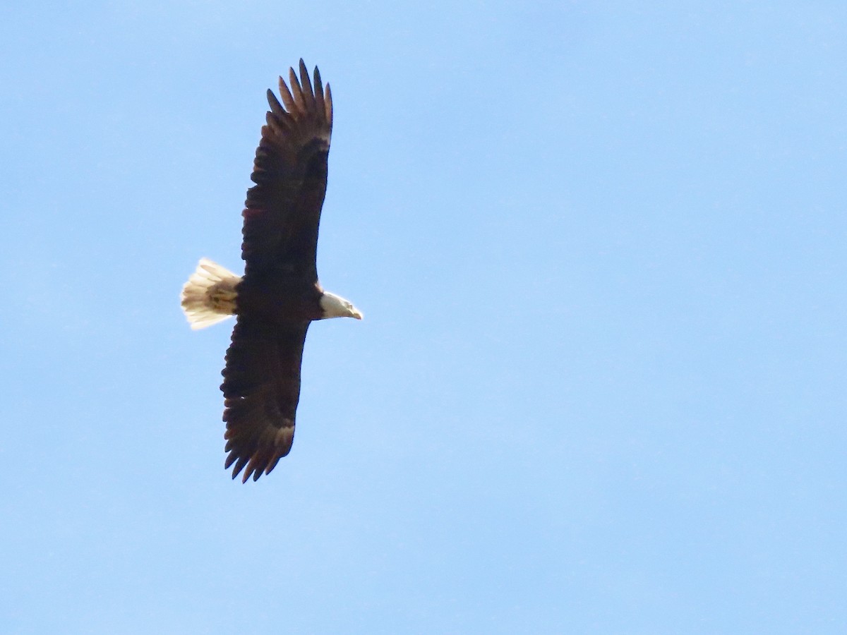 Weißkopf-Seeadler - ML544770971