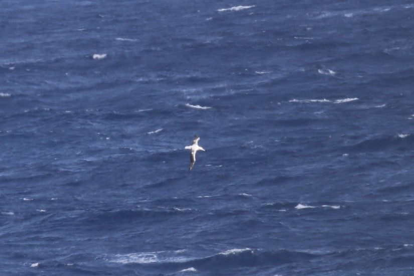 large albatross sp. - ML544771021