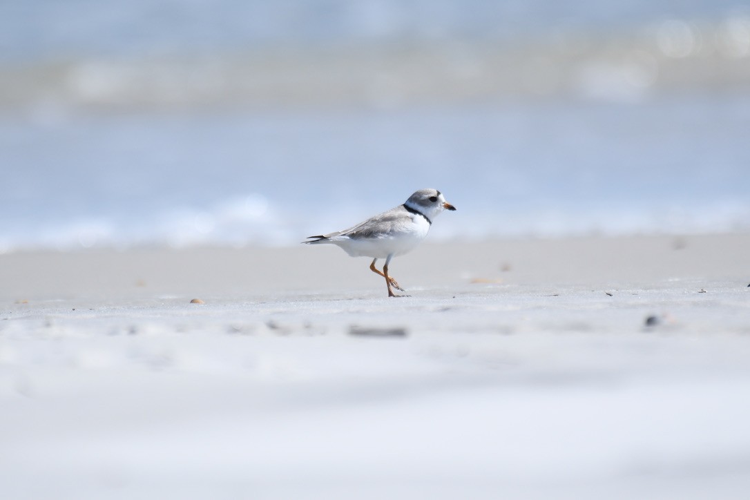 Piping Plover - Jose-Miguel Ponciano