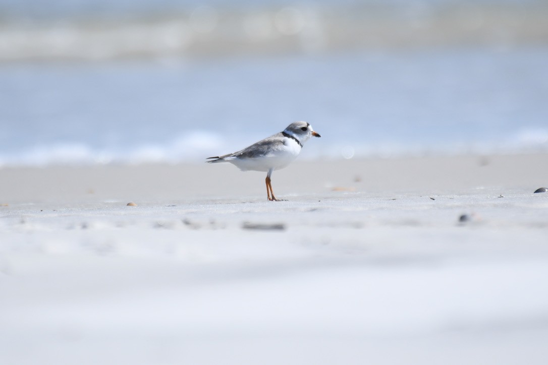 Piping Plover - ML544771321