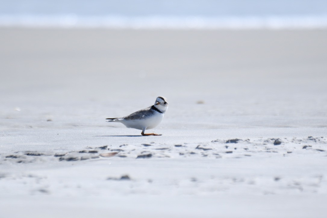 Piping Plover - ML544771561