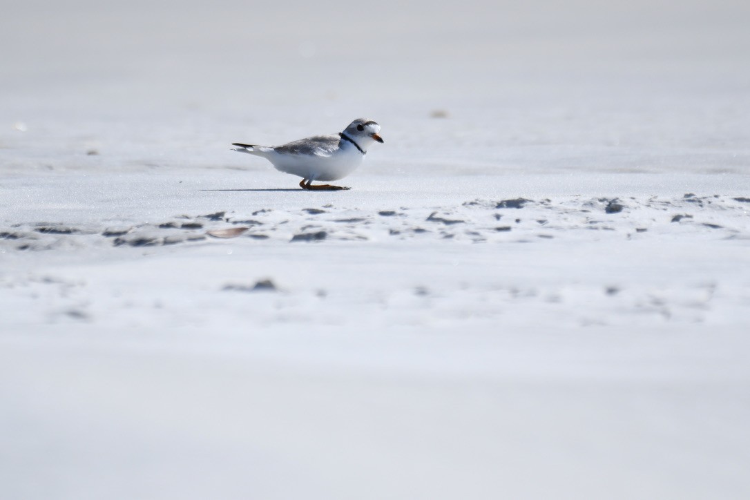 Piping Plover - ML544771651