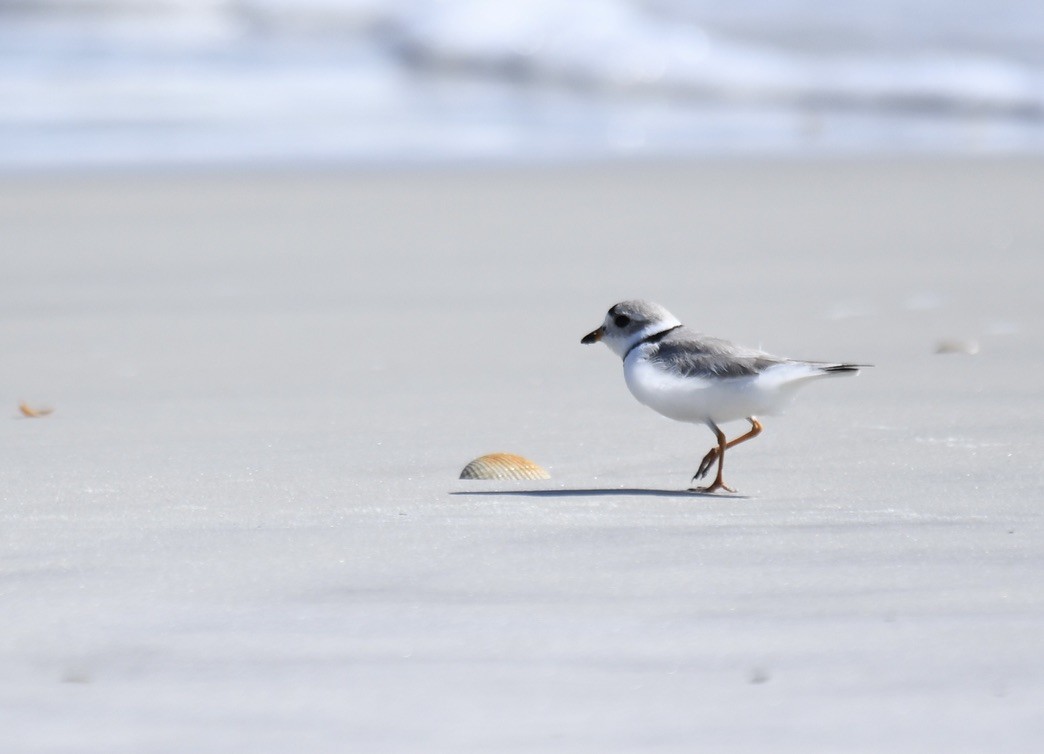 Piping Plover - Jose-Miguel Ponciano