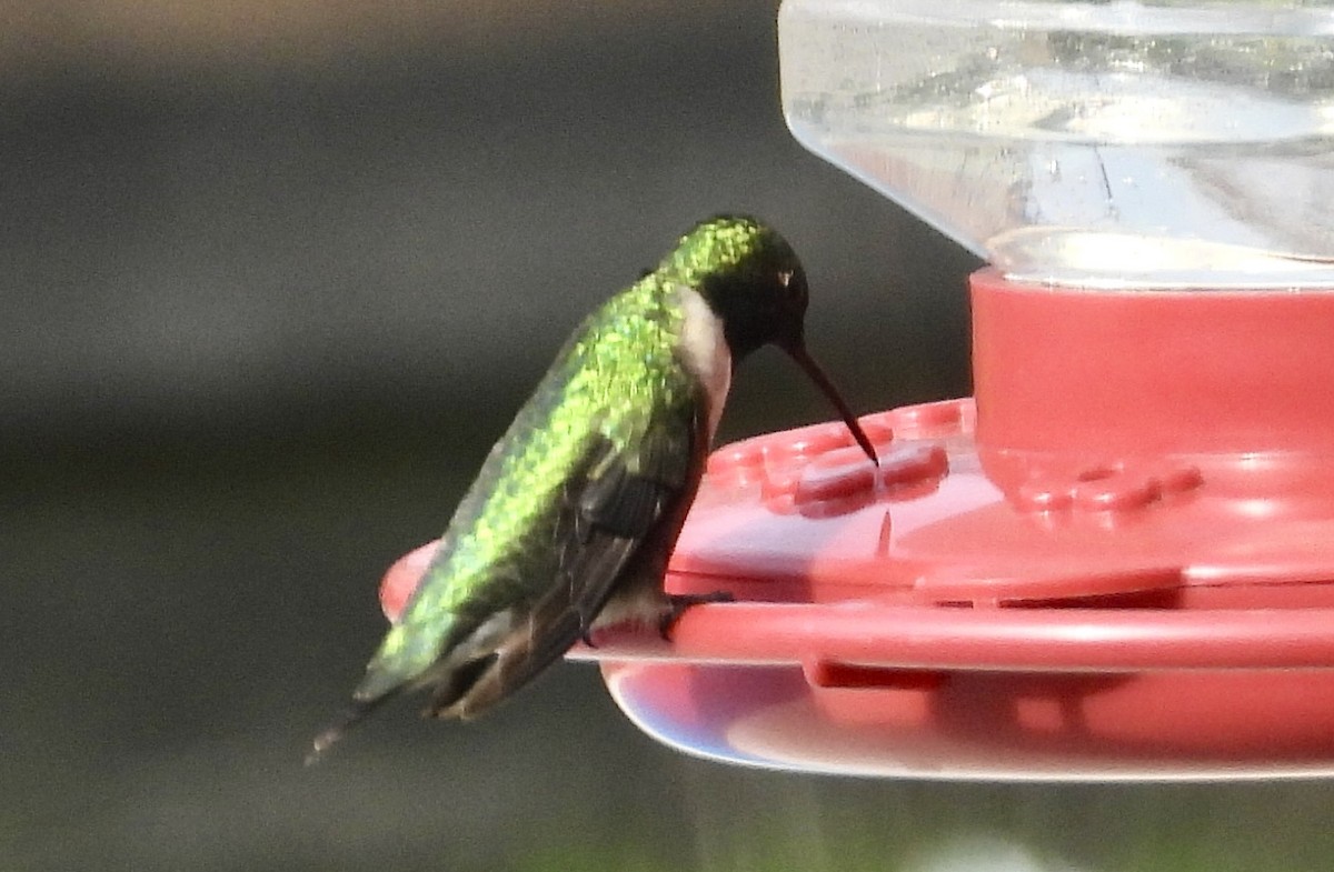 Ruby-throated Hummingbird - ML544772271