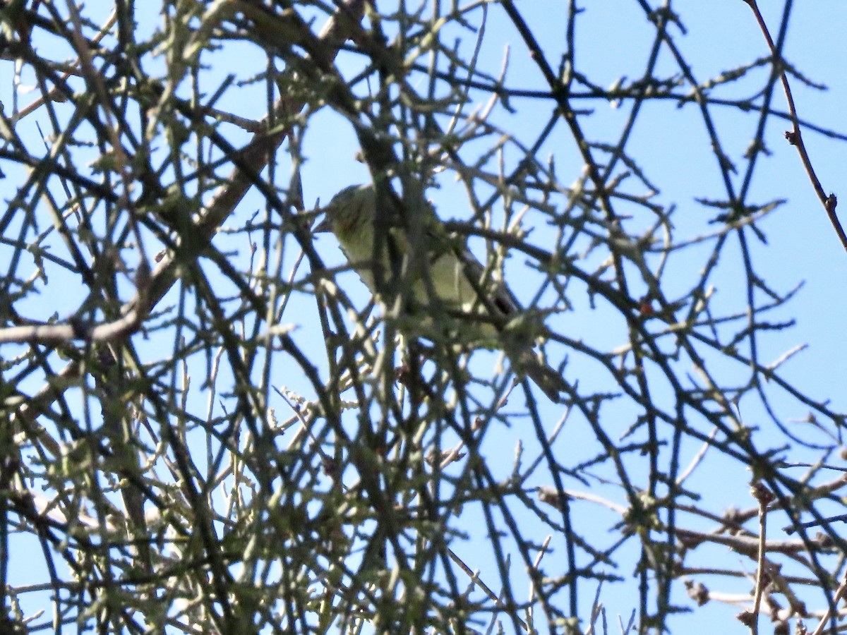 Lesser Goldfinch - ML544773051