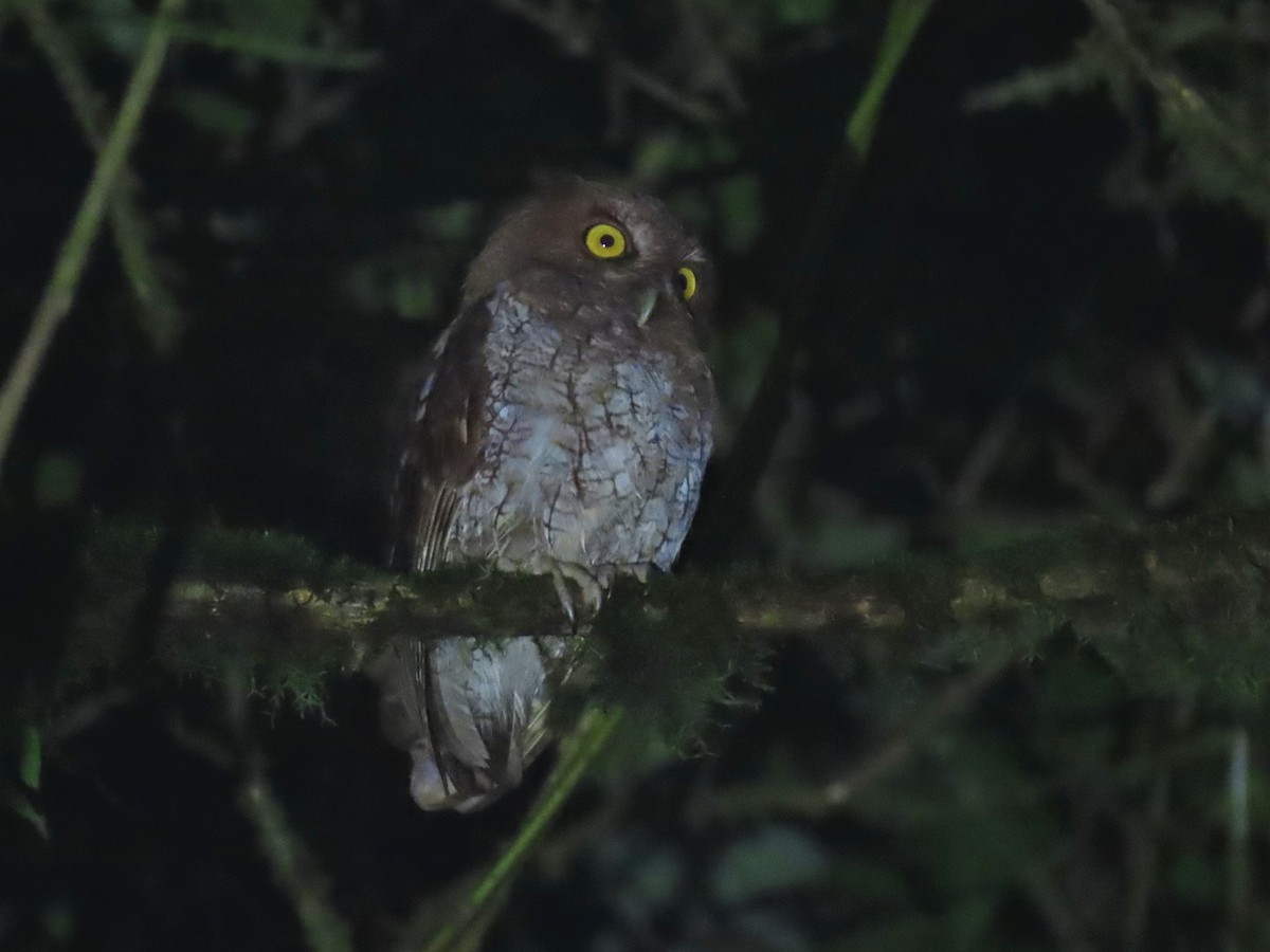 Foothill Screech-Owl (Roraima) - ML544773161