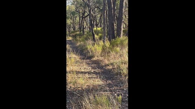 Spotted Quail-thrush - ML544773771