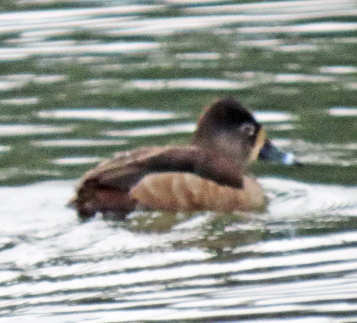 Ring-necked Duck - ML544774541