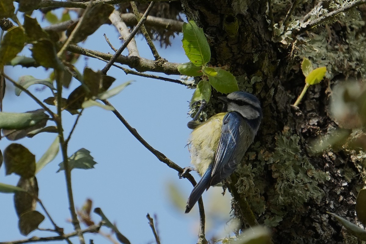 Eurasian Blue Tit - ML544774911