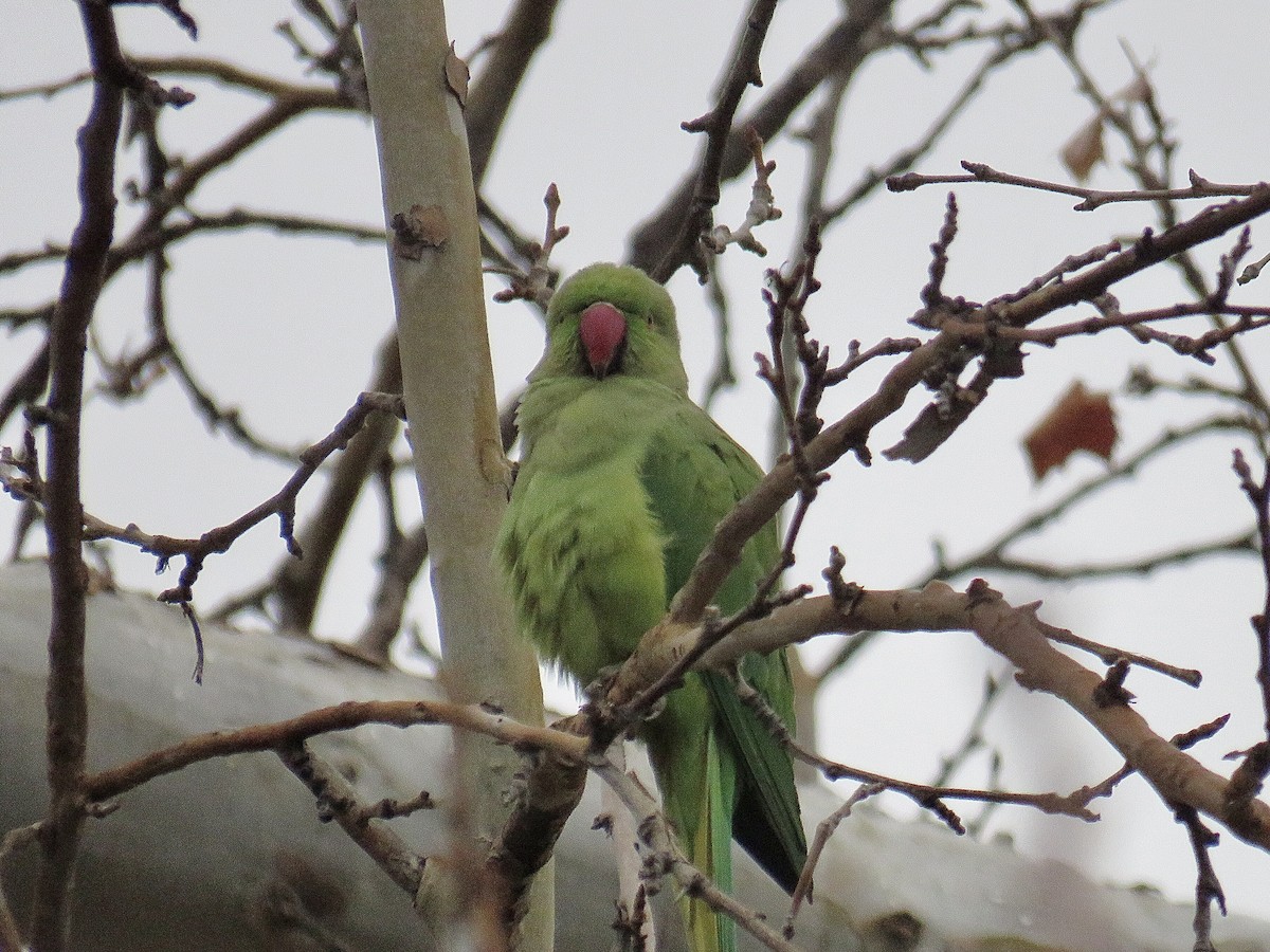 Rose-ringed Parakeet - Breyden Beeke