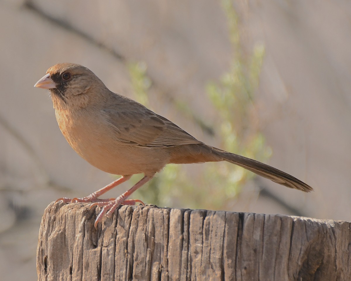 Abert's Towhee - ML544775991