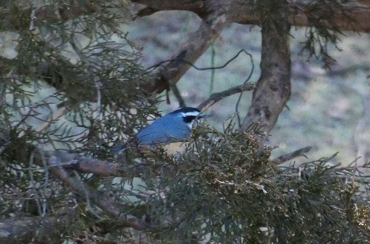 Red-breasted Nuthatch - ML544776471