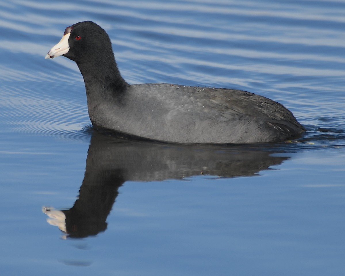 American Coot - Ted Wolff