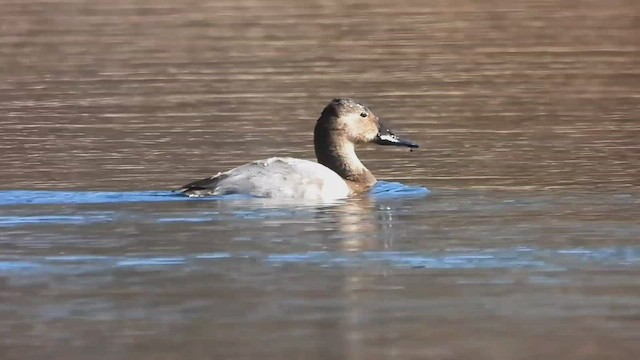 Canvasback - ML544776771