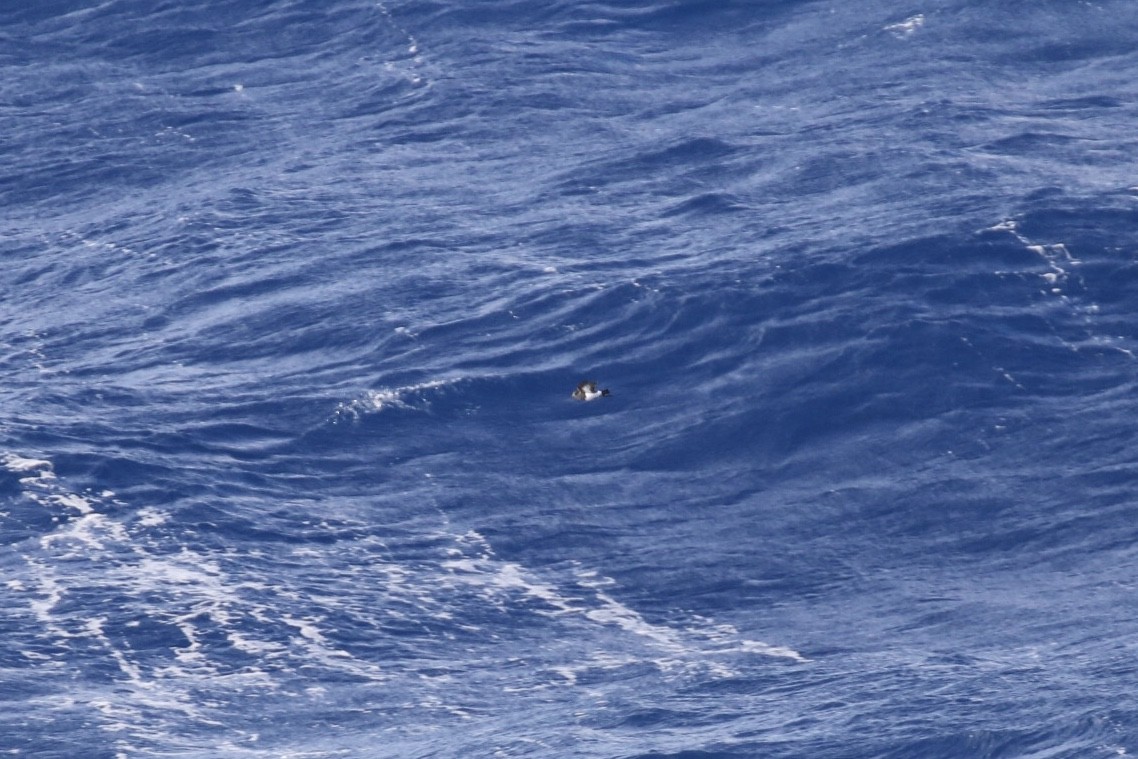 Black-bellied Storm-Petrel - Arnold Skei